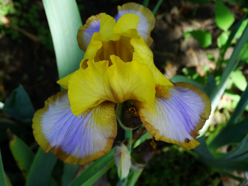  - IRISI GERMANICA