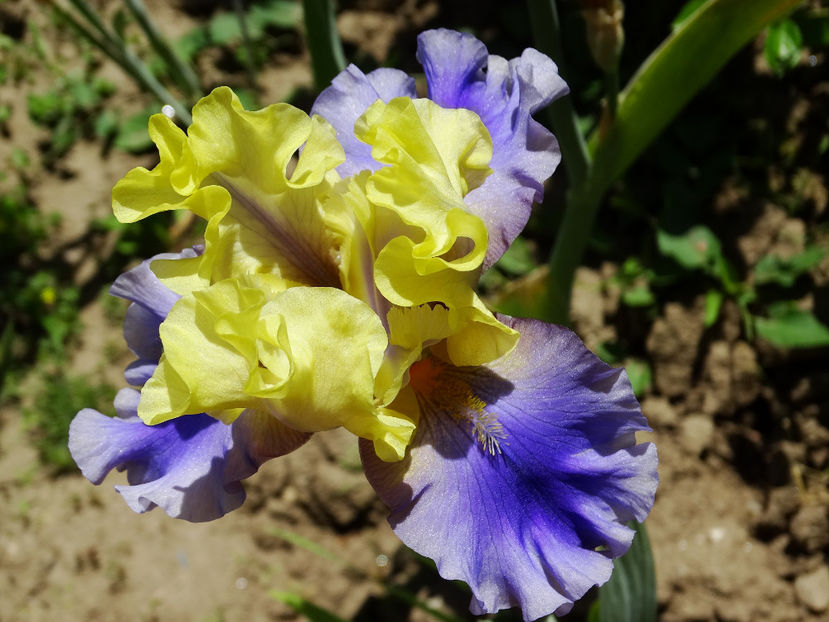  - IRISI GERMANICA
