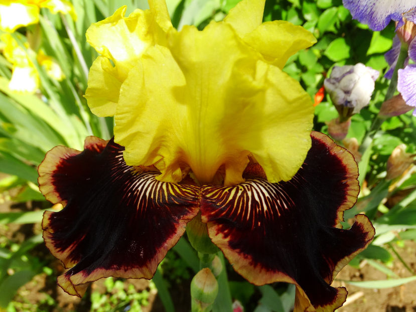  - IRISI GERMANICA