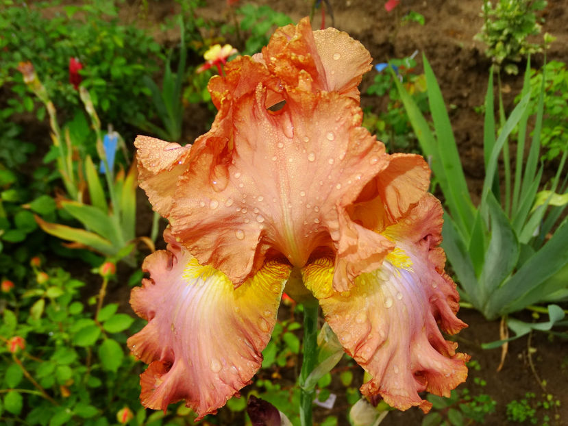  - IRISI GERMANICA