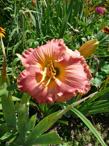  - Hemerocallis