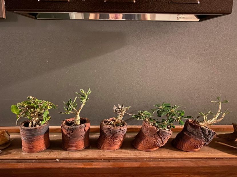 Plante si ghivece - Vase - aranjamente - accesorii
