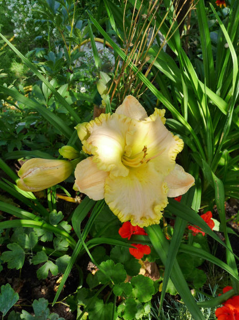  - Hemerocallis