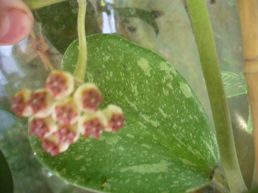 P1500144 - HOYA 2021-2