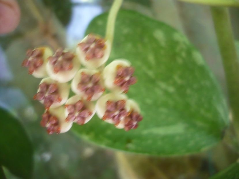 P1500146 - HOYA 2021-2