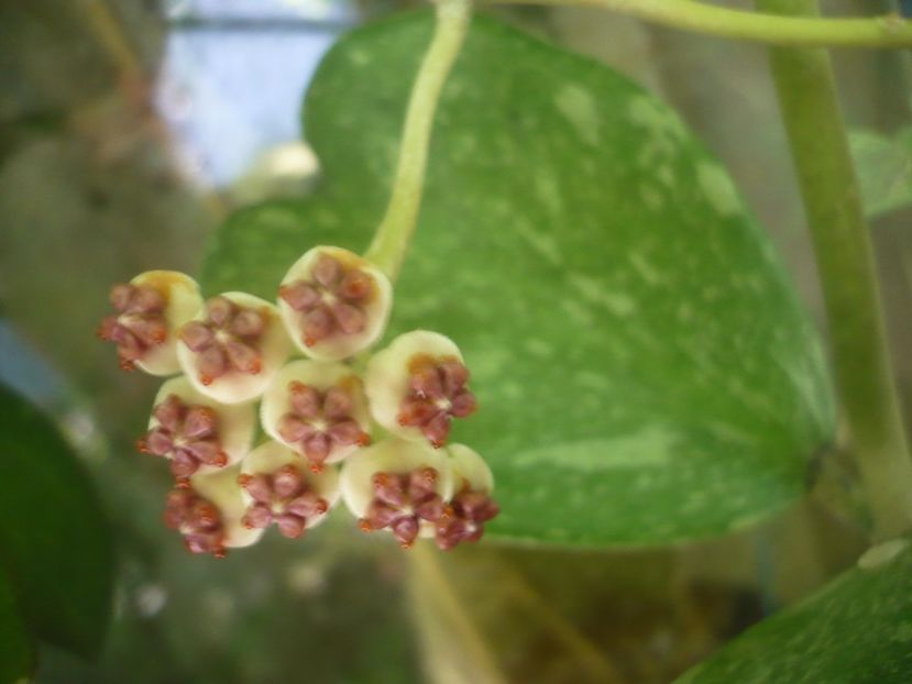 P1500147 - HOYA 2021-2