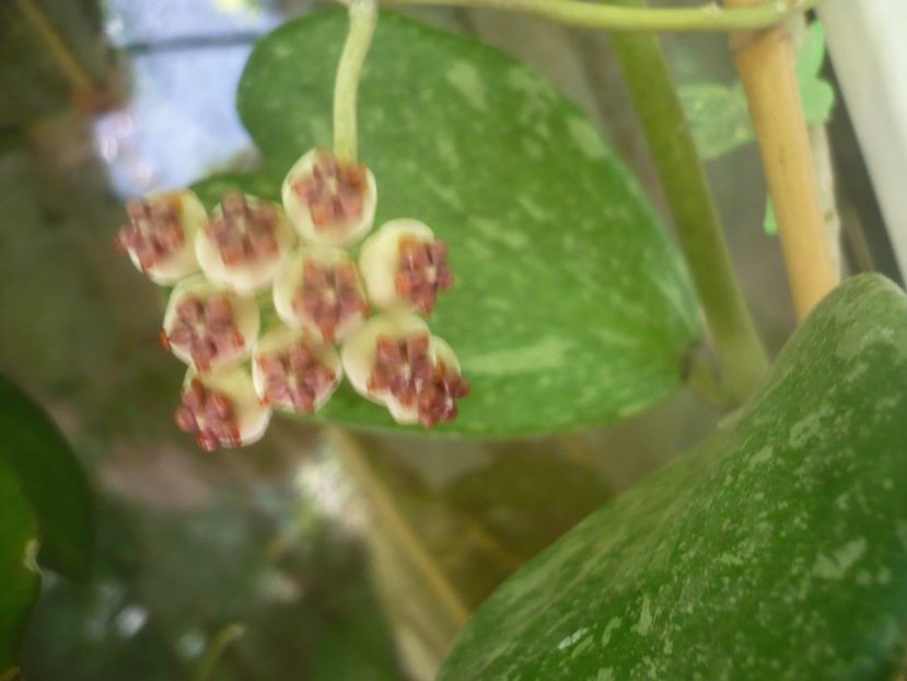 P1500148 - HOYA 2021-2