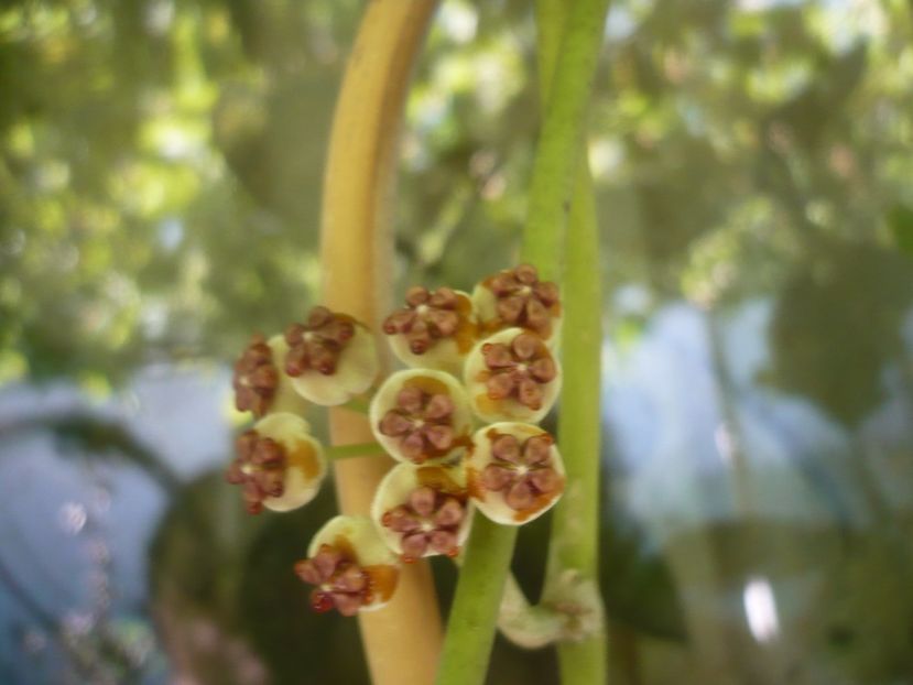 P1500149 - HOYA 2021-2