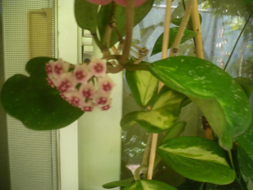 P1500150 - HOYA 2021-2