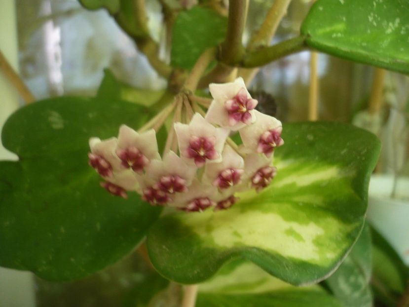 P1500151 - HOYA 2021-2