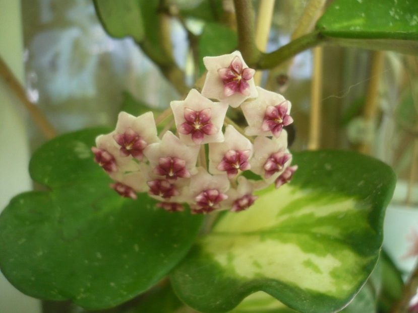 P1500152 - HOYA 2021-2