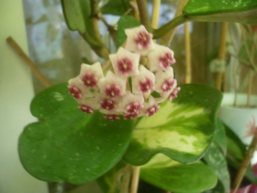 P1500153 - HOYA 2021-2