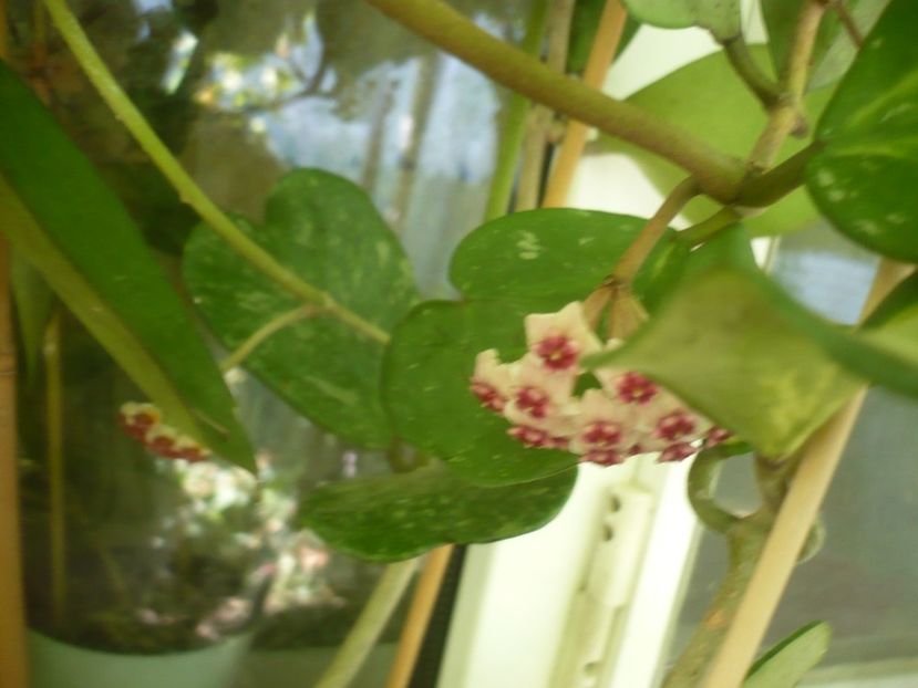 P1500154 - HOYA 2021-2