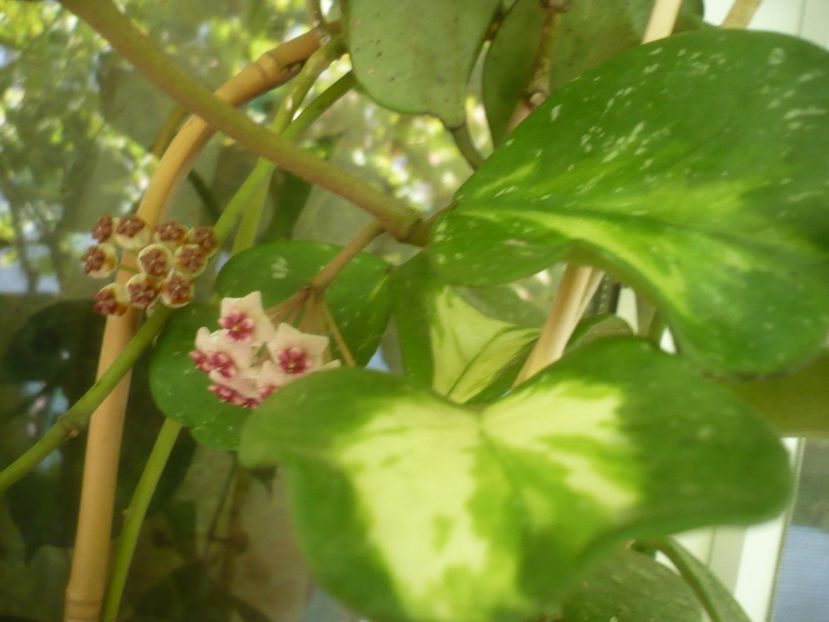 P1500156 - HOYA 2021-2