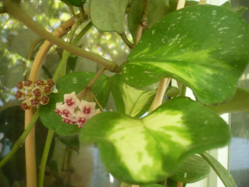 P1500157 - HOYA 2021-2