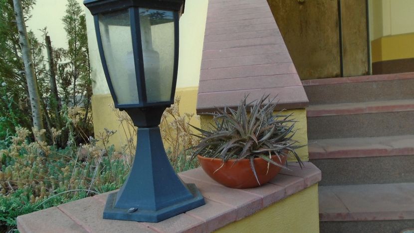 Dyckia sp. - Suculente-Agave-Yucca si Dracaena 2021