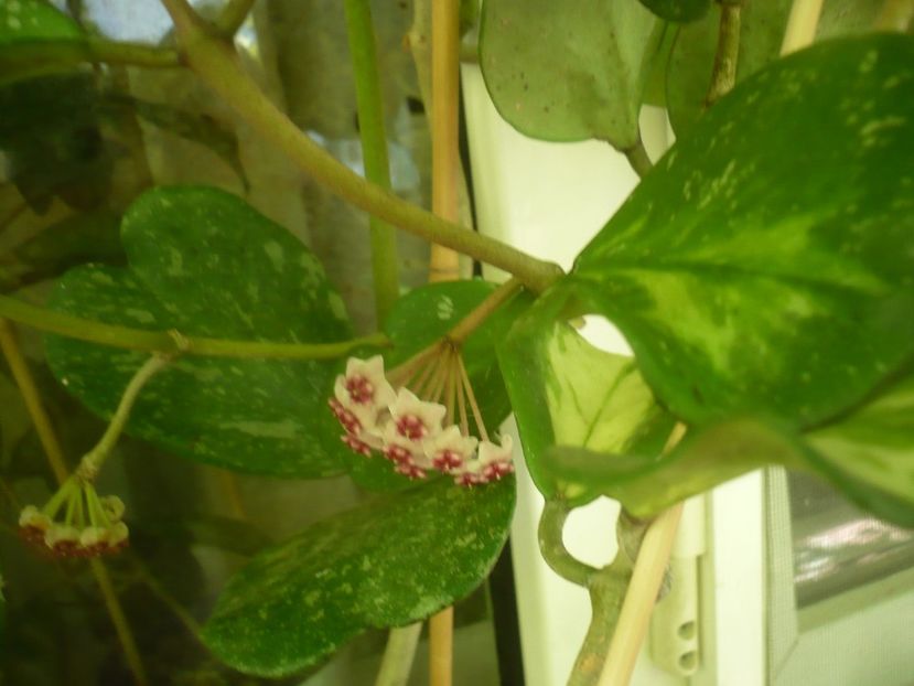 P1500159 - HOYA 2021-2