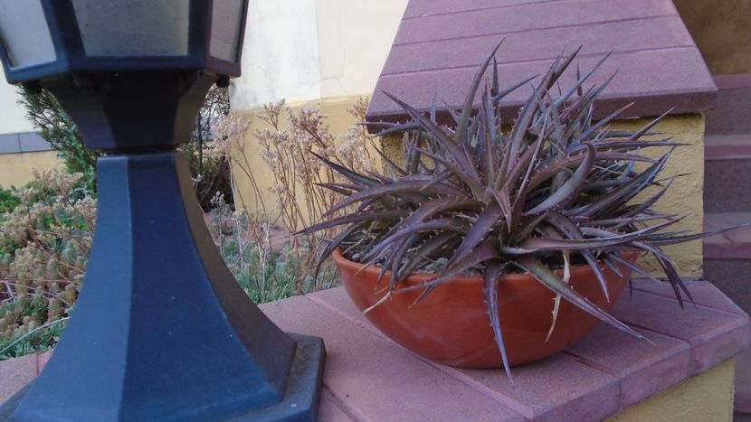 Dyckia sp. - Suculente-Agave-Yucca si Dracaena 2021