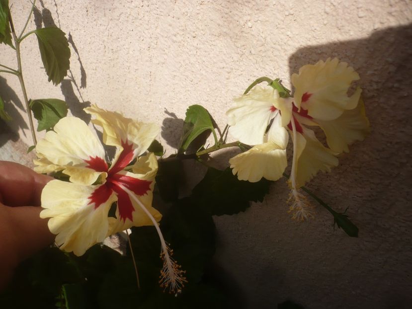 28.07.2021 - HIBISCUSI 2021-3