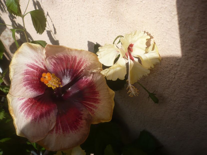 P1500161 - HIBISCUSI 2021-3