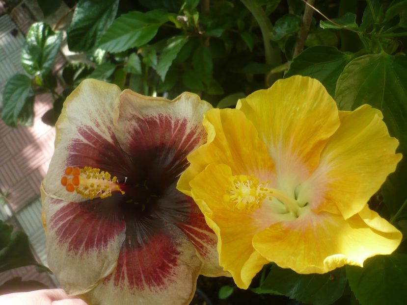 P1500163 - HIBISCUSI 2021-3