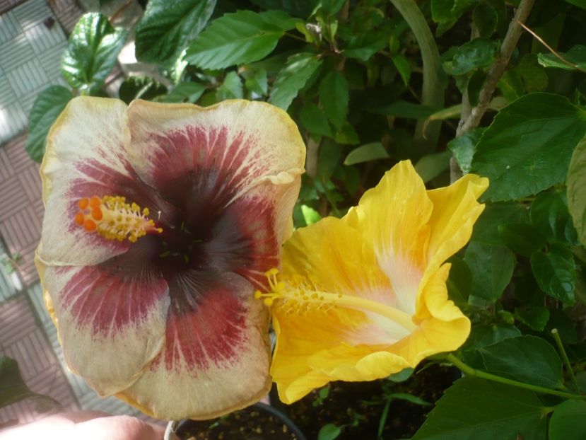 P1500164 - HIBISCUSI 2021-3