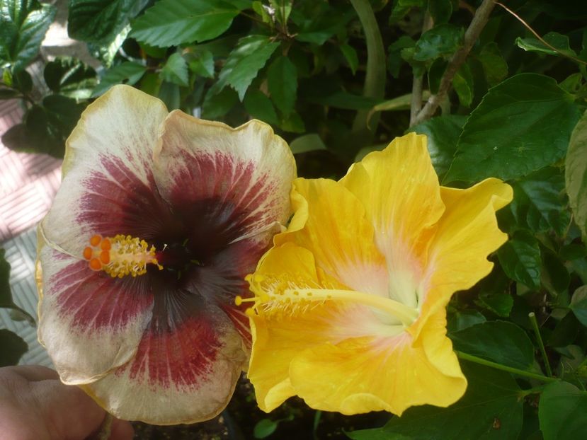 P1500165 - HIBISCUSI 2021-3