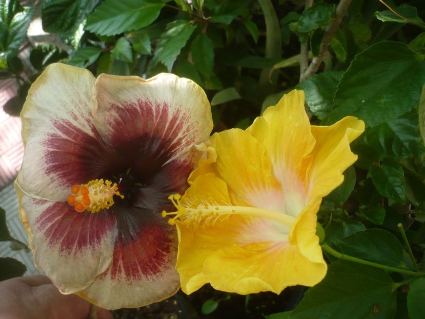 P1500166 - HIBISCUSI 2021-3