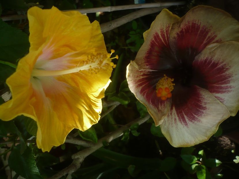 P1500167 - HIBISCUSI 2021-3