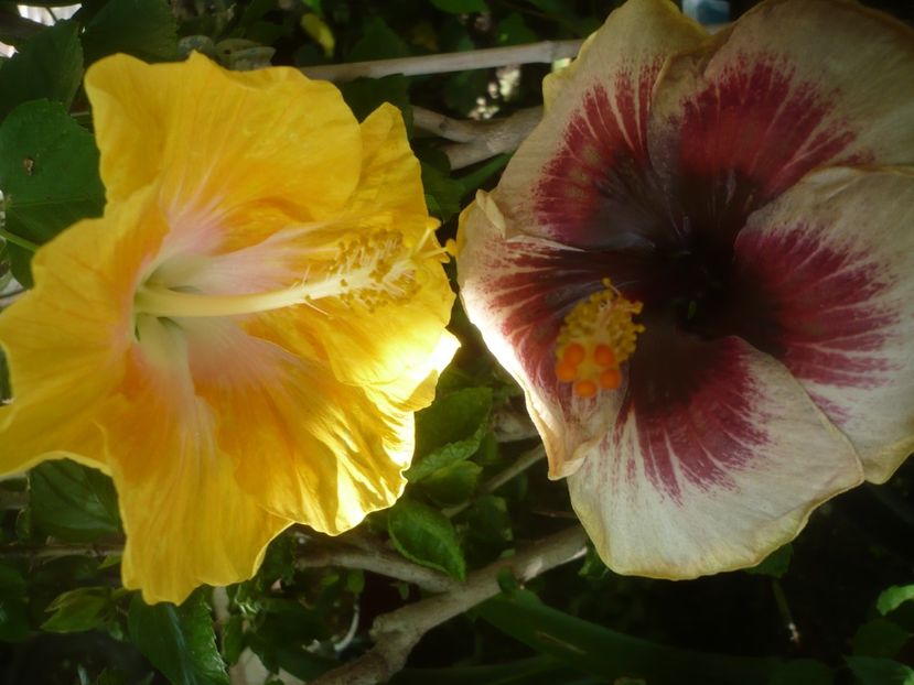 P1500168 - HIBISCUSI 2021-3