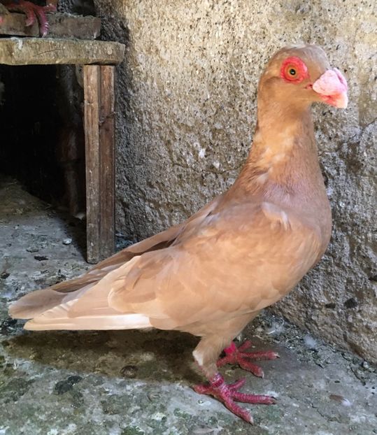 M - Pui și tineret