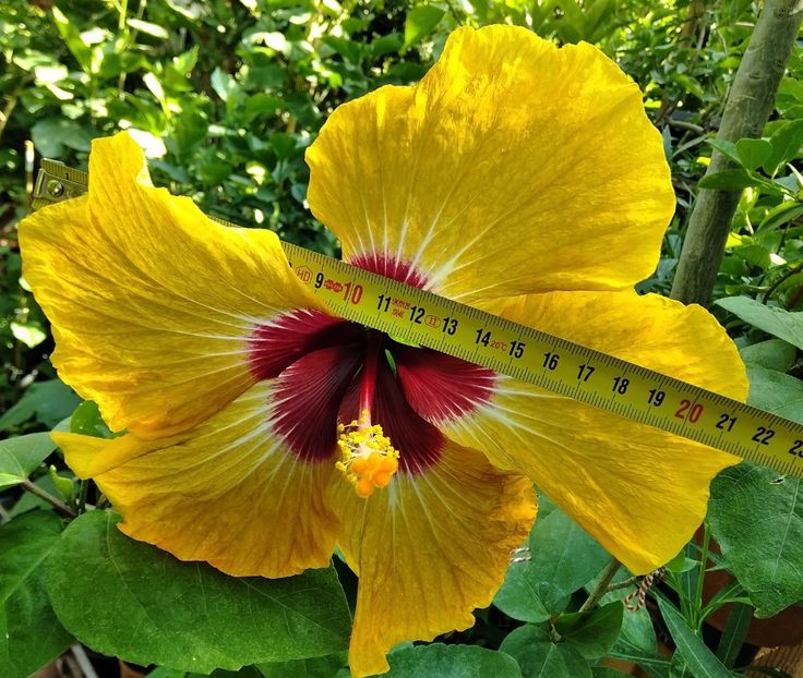 O floare uriașă...22cm - Hibiscus Tahitian Autumn Odyssey