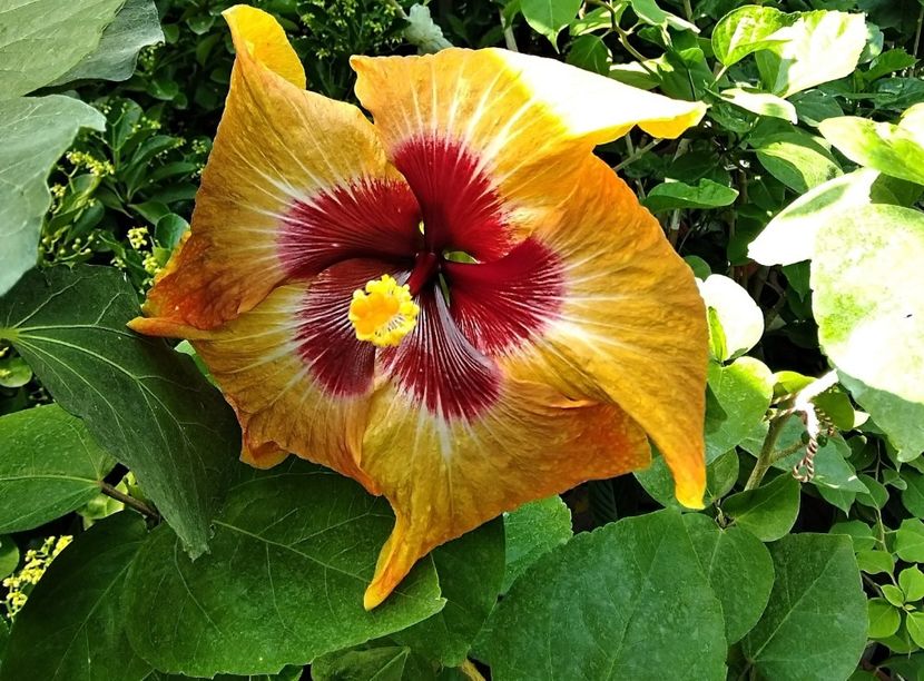  - Hibiscus Tahitian Autumn Odyssey