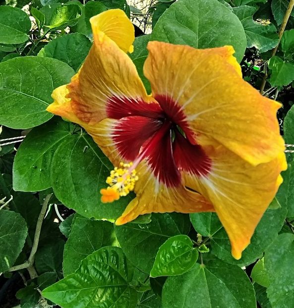 - Hibiscus Tahitian Autumn Odyssey