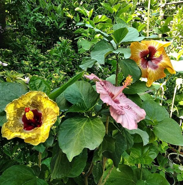 Cu Shiva și Tahitian Autumn Odyssey - Hibiscus Sea Grape