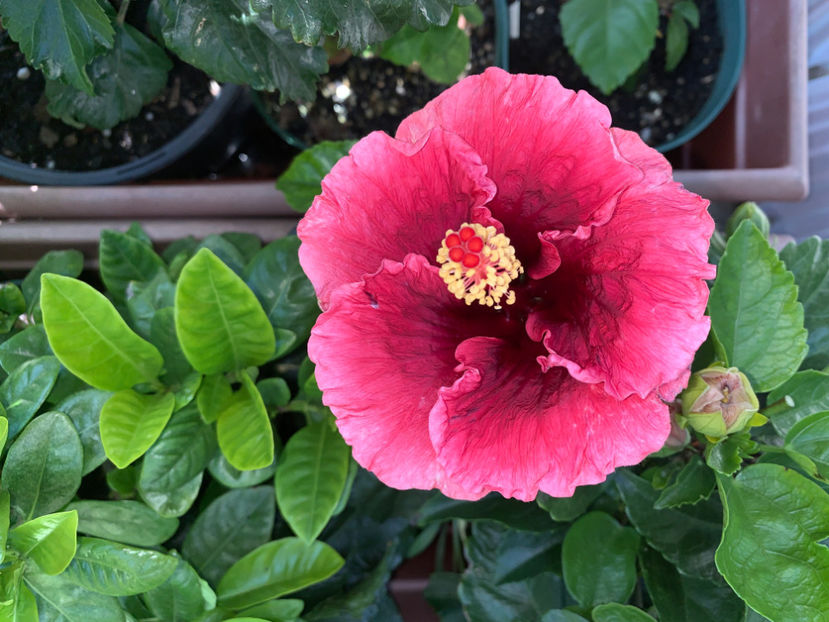  - Jurnalul gradinii 2021