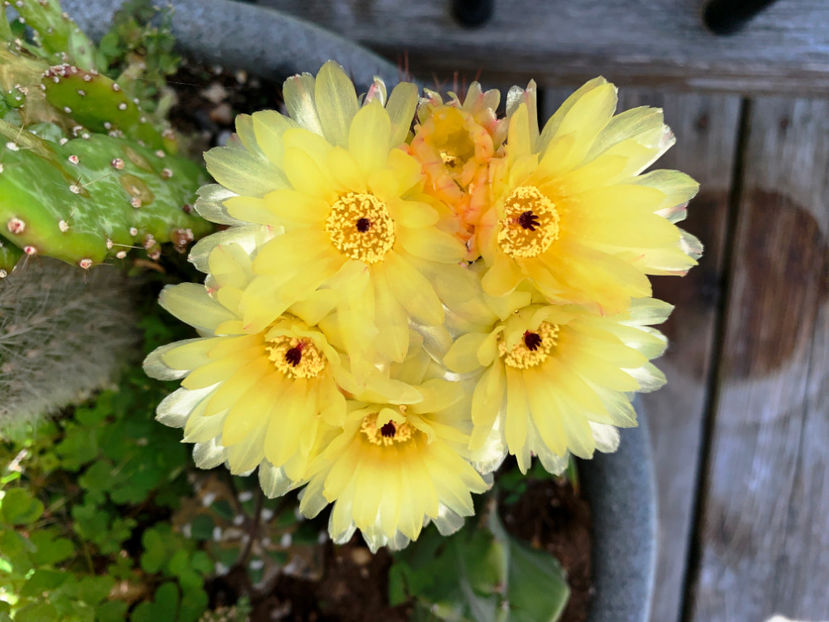  - Jurnalul gradinii 2021