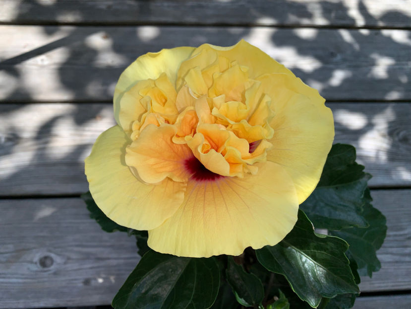  - Jurnalul gradinii 2021