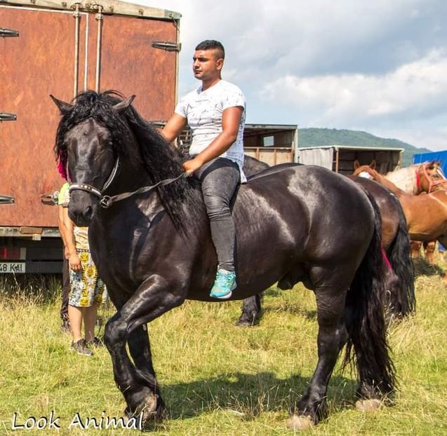  - Cai animale nobile