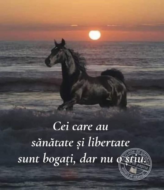  - Cai animale nobile