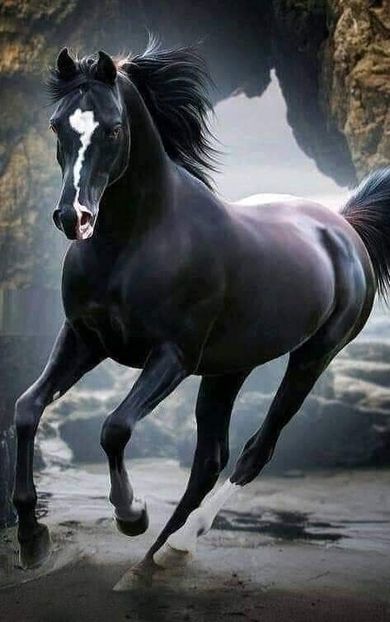  - Cai animale nobile