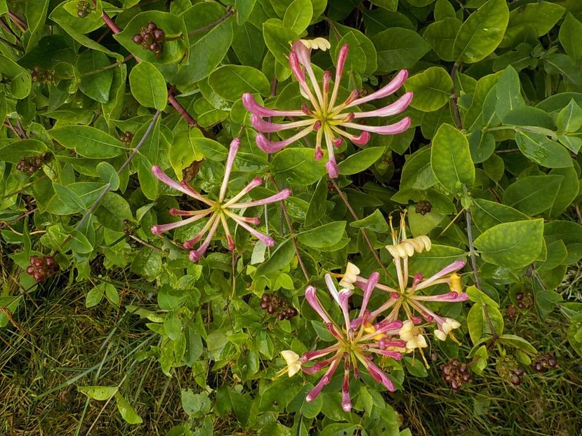  - lonicera