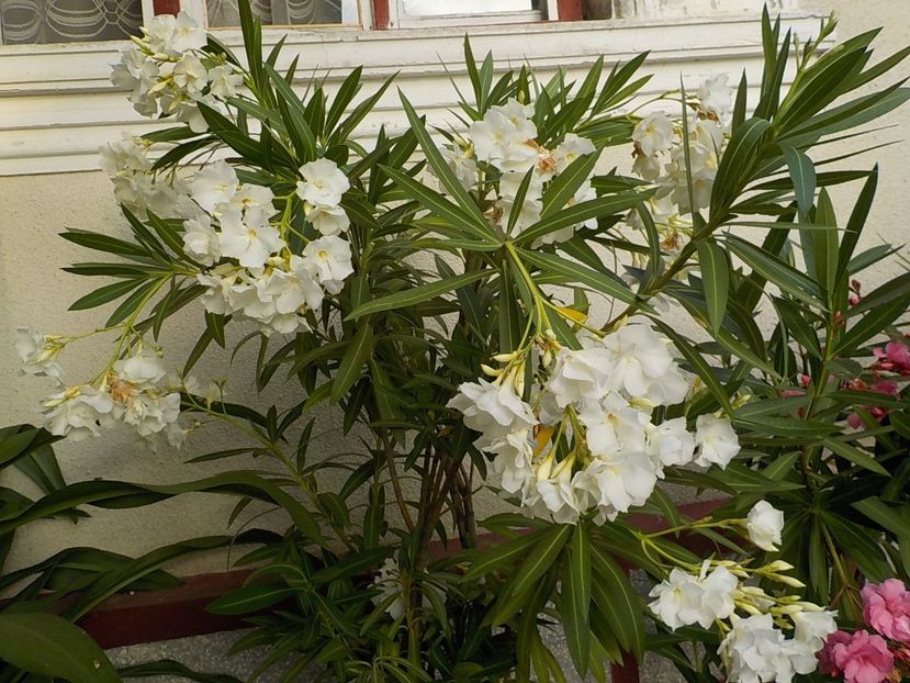  - mont blanc leandru nr 22