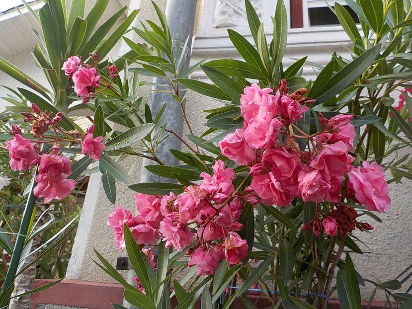  - roseum plenum 21