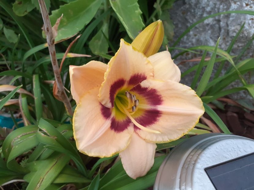 Custard candy - Hemerocallis 2021
