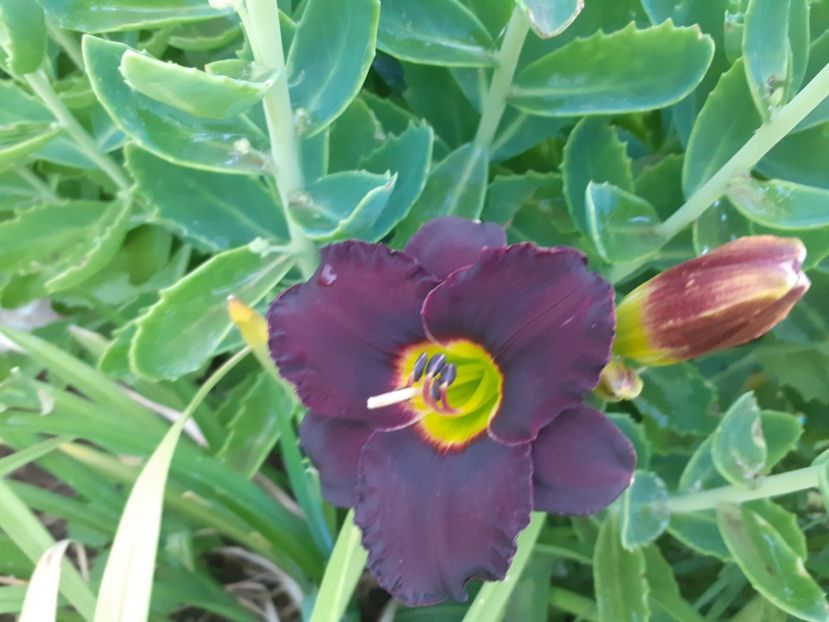 Cinderella dark side - Hemerocallis 2021