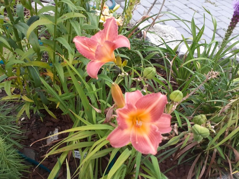 Christmas Candle - Hemerocallis 2021