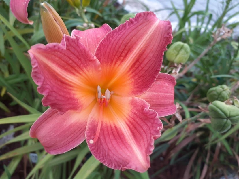 Christmas Candle - Hemerocallis 2021