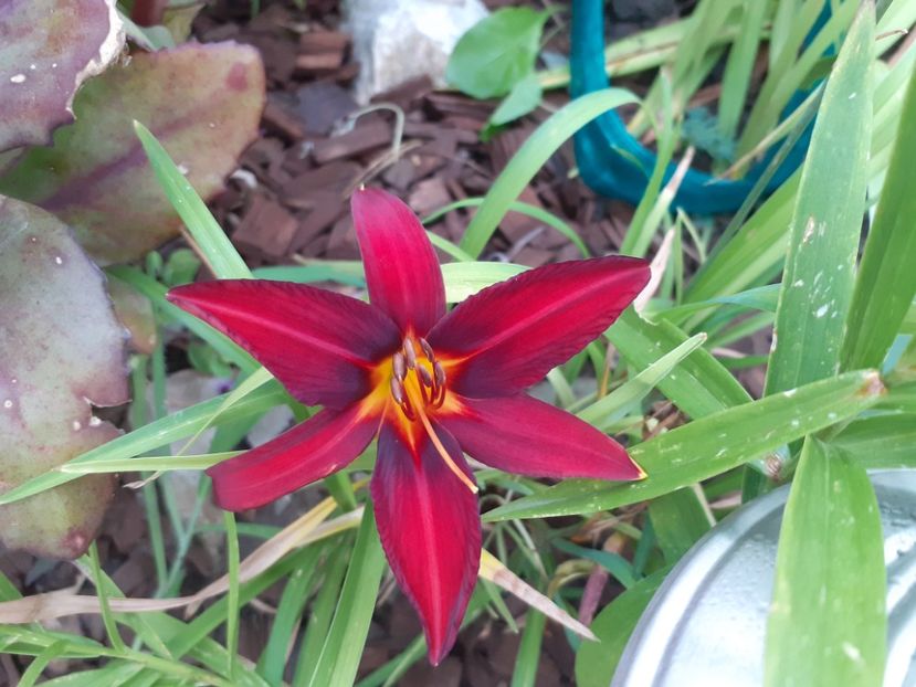 Crimson pirate? - Hemerocallis 2021