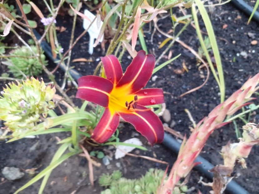 Autumn red - Hemerocallis 2021